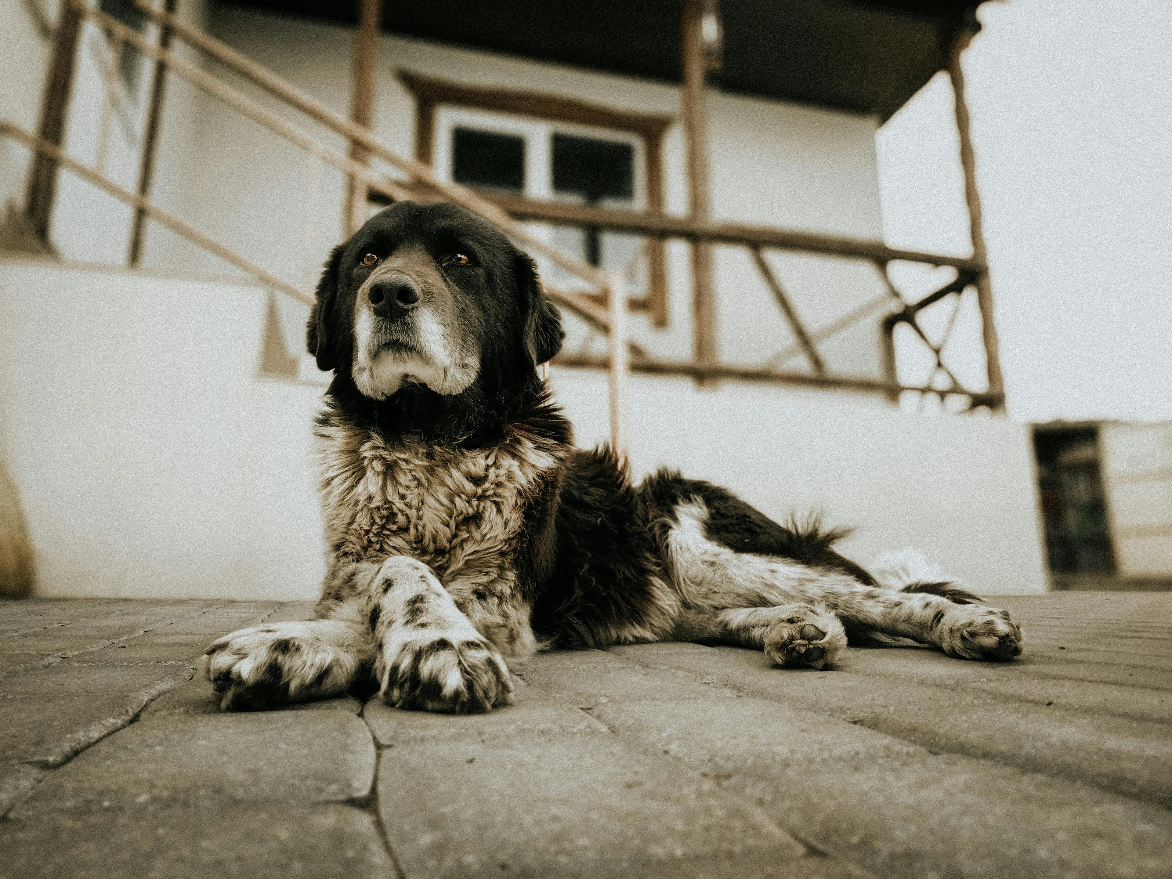 Guía completa de residencias caninas