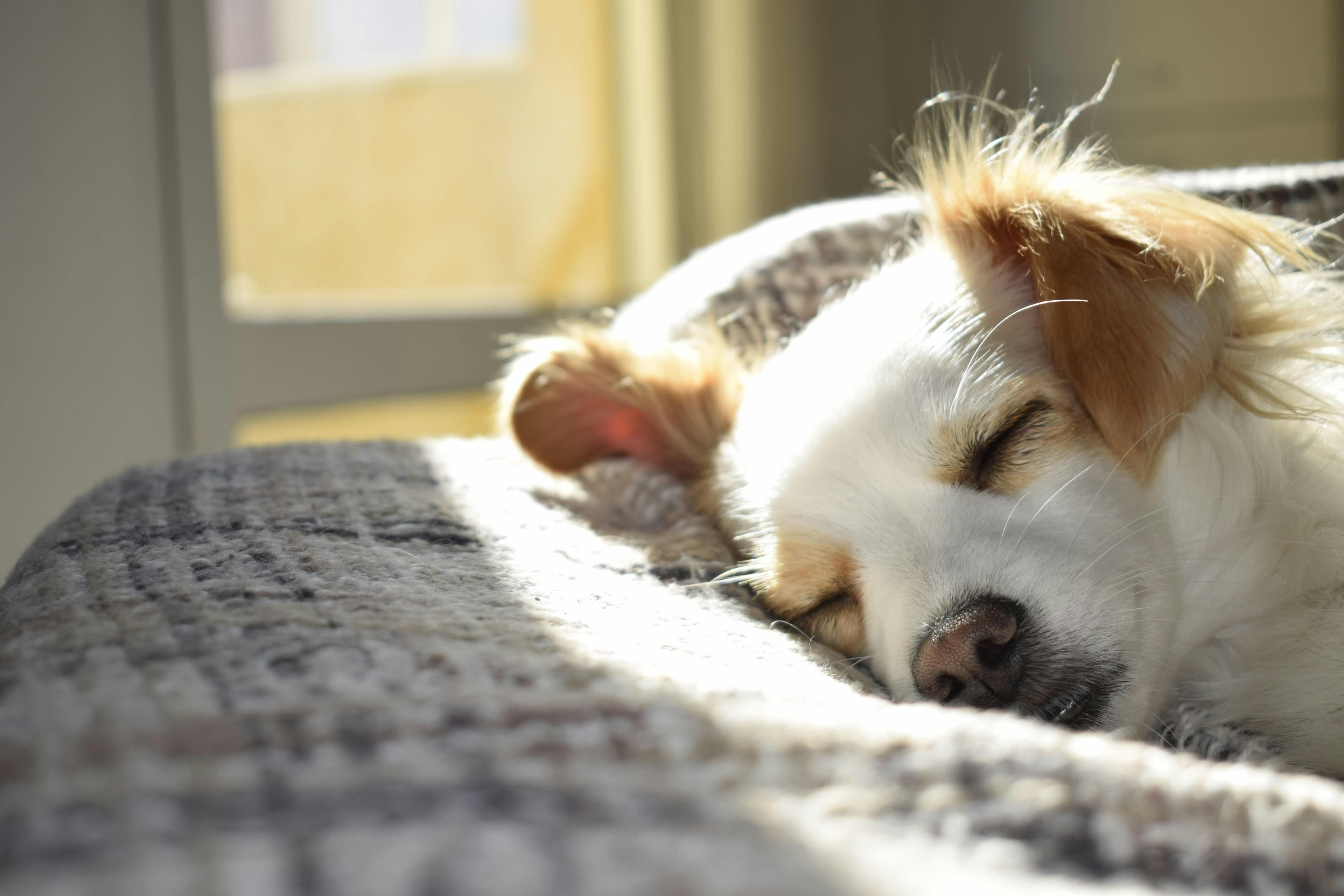 Residencia canina cerca de mí: cómo encontrar la mejor opción para tu perro