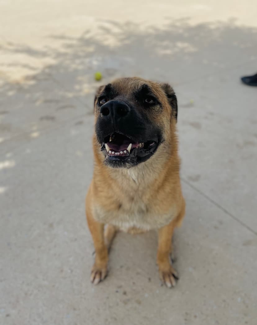 Foto de Toby en la residencia canina LARESI en Málaga