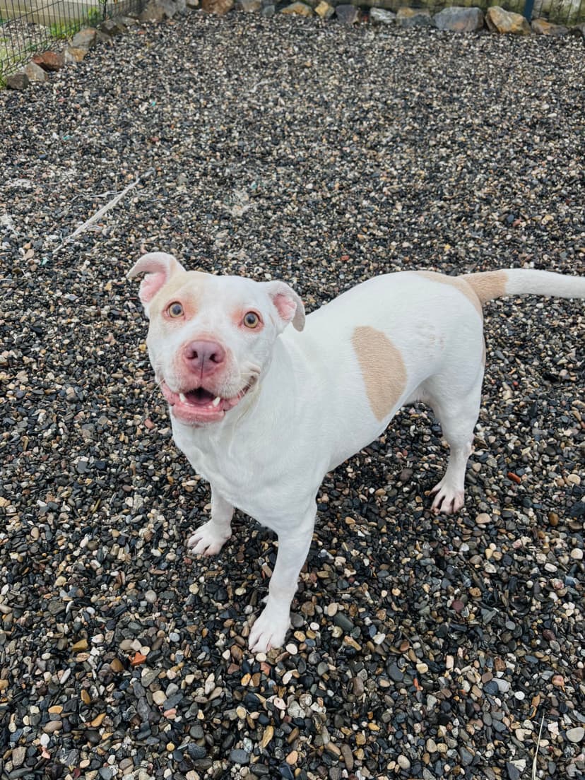 Foto de Dracarys en la residencia canina LARESI en Málaga