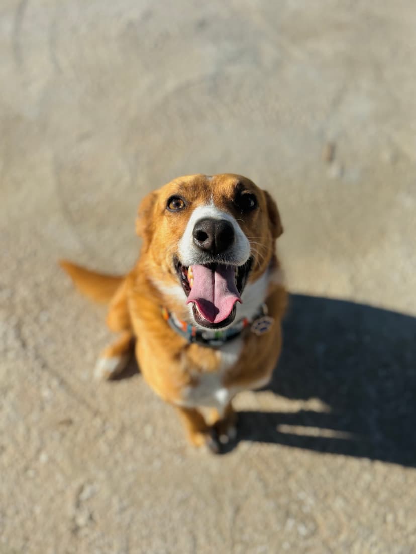 Foto de Hermes en la residencia canina LARESI en Málaga