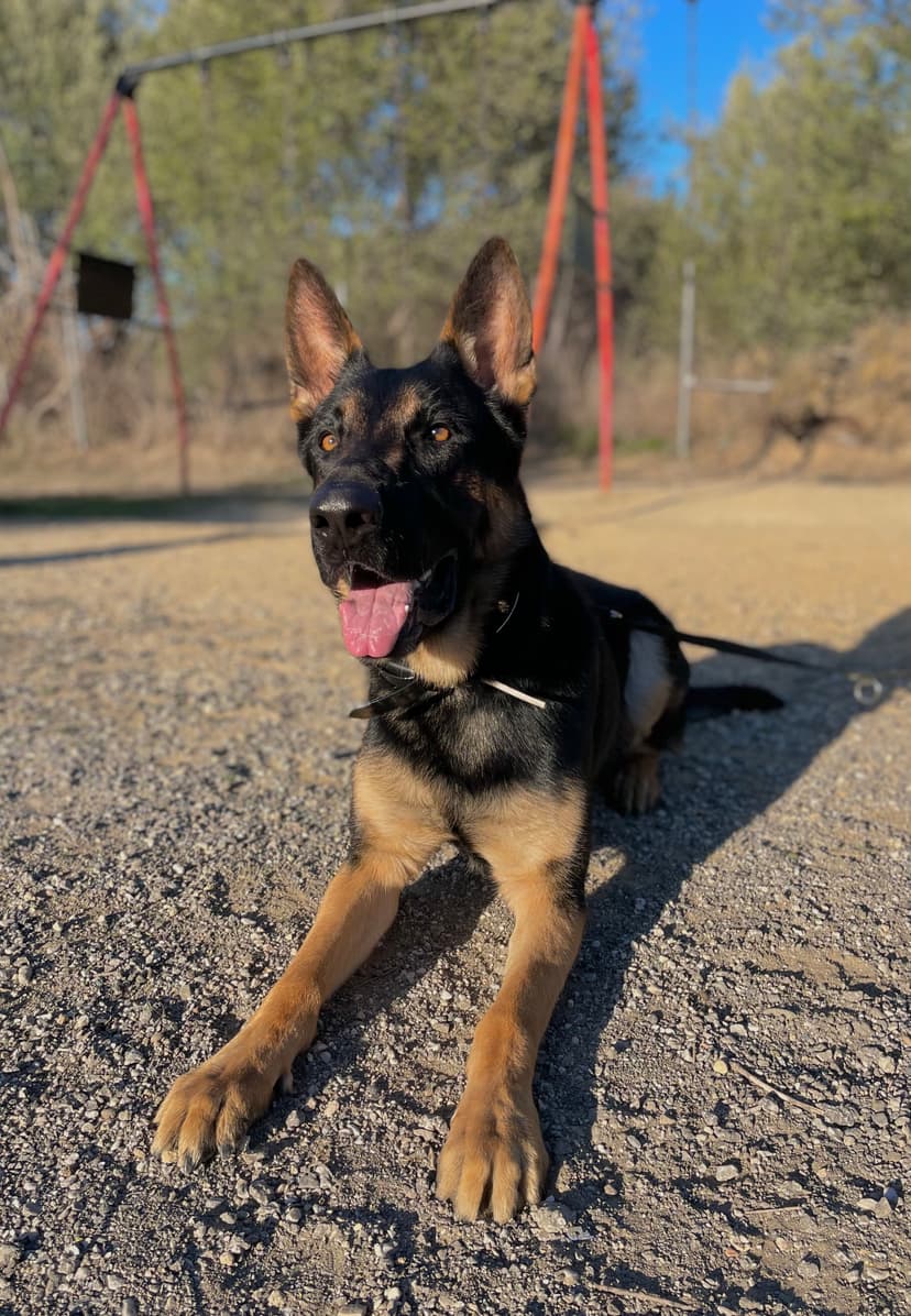 Foto de Bruce en la residencia canina LARESI en Málaga