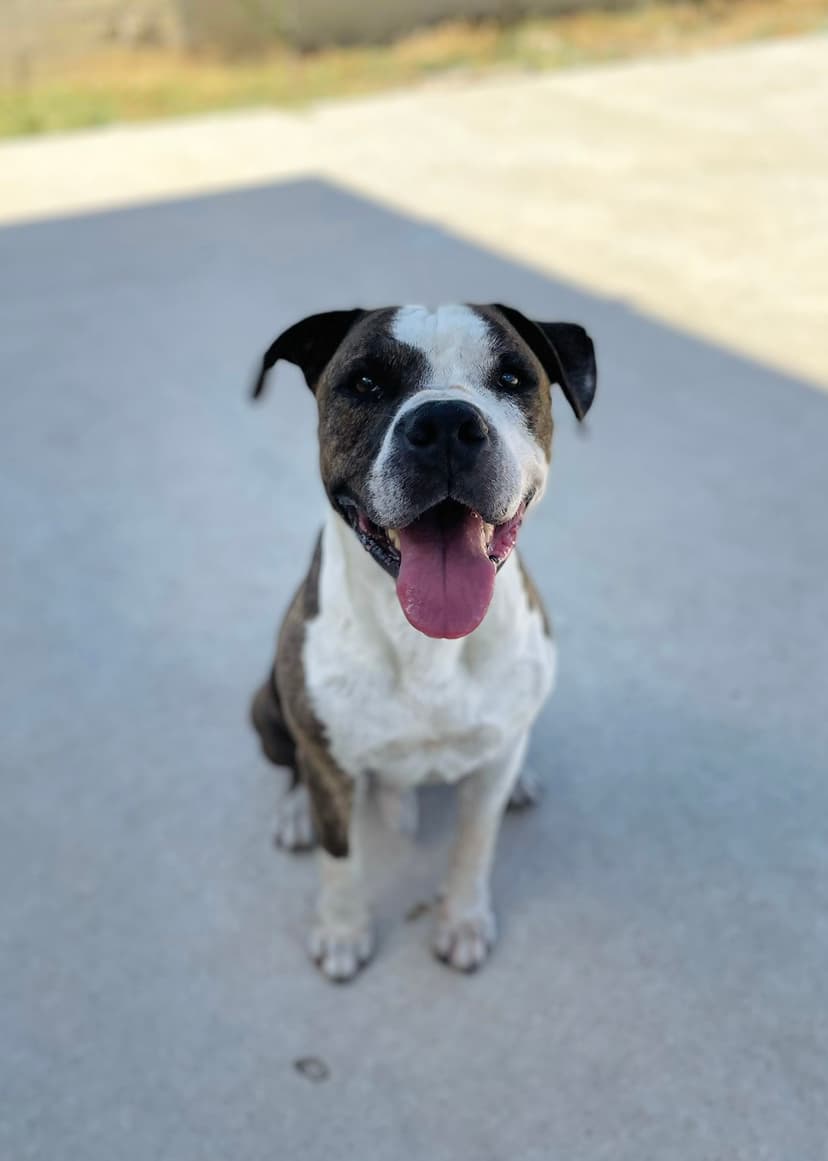 Foto de Sheldon en la residencia canina LARESI en Málaga
