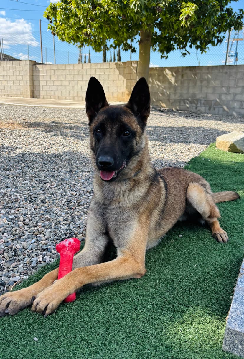 Foto de Wilk en la residencia canina LARESI en Málaga