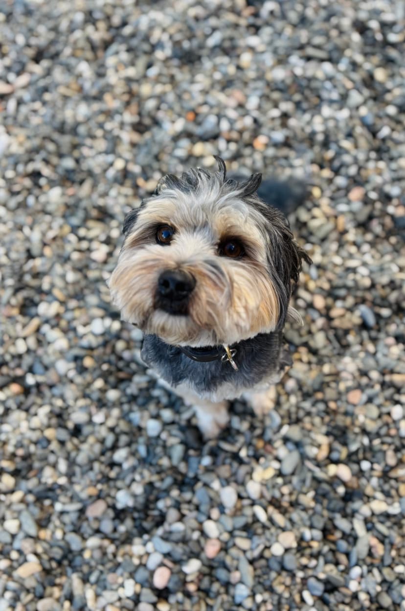 Foto de Rambo en la residencia canina LARESI en Málaga