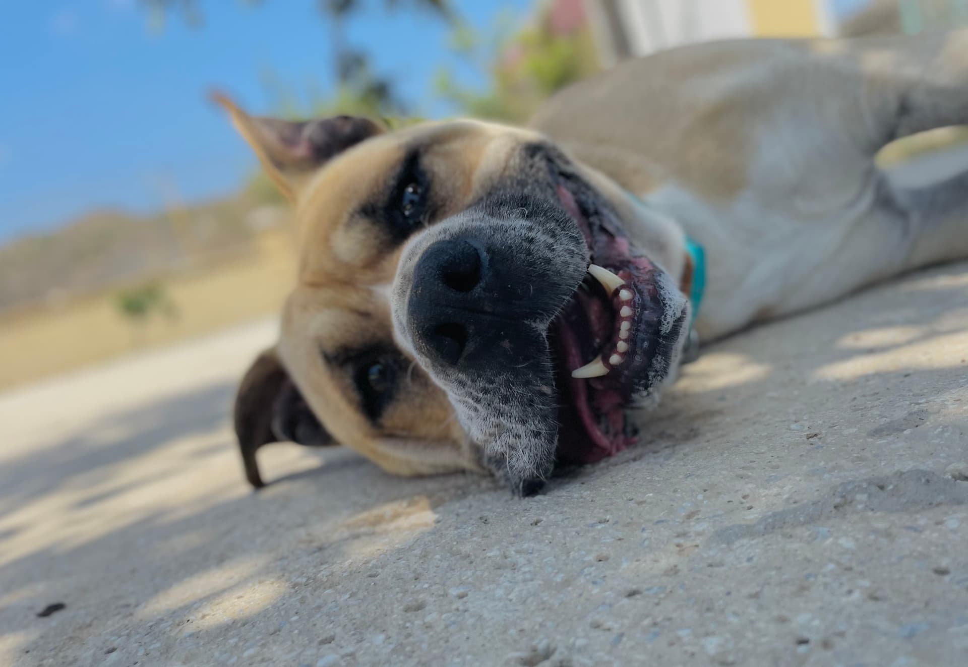 Perros felices en la mejor residencia canina de Málaga - LARESI