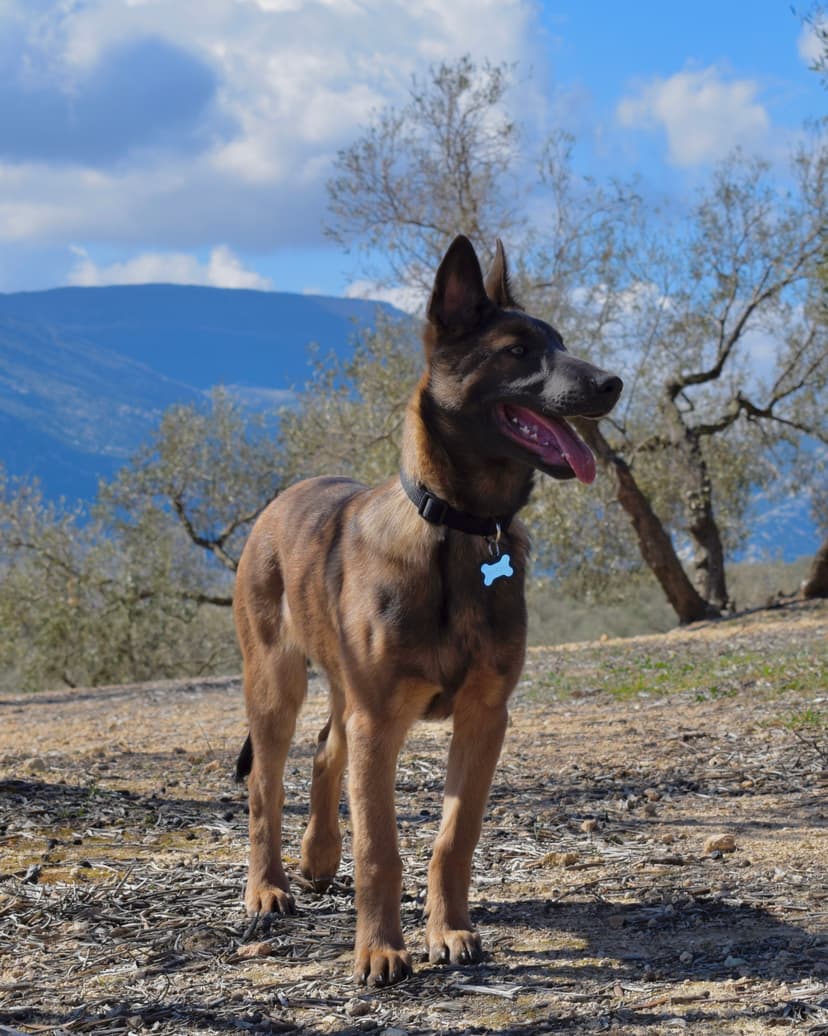 Zonas de juego para perros en LARESI Málaga