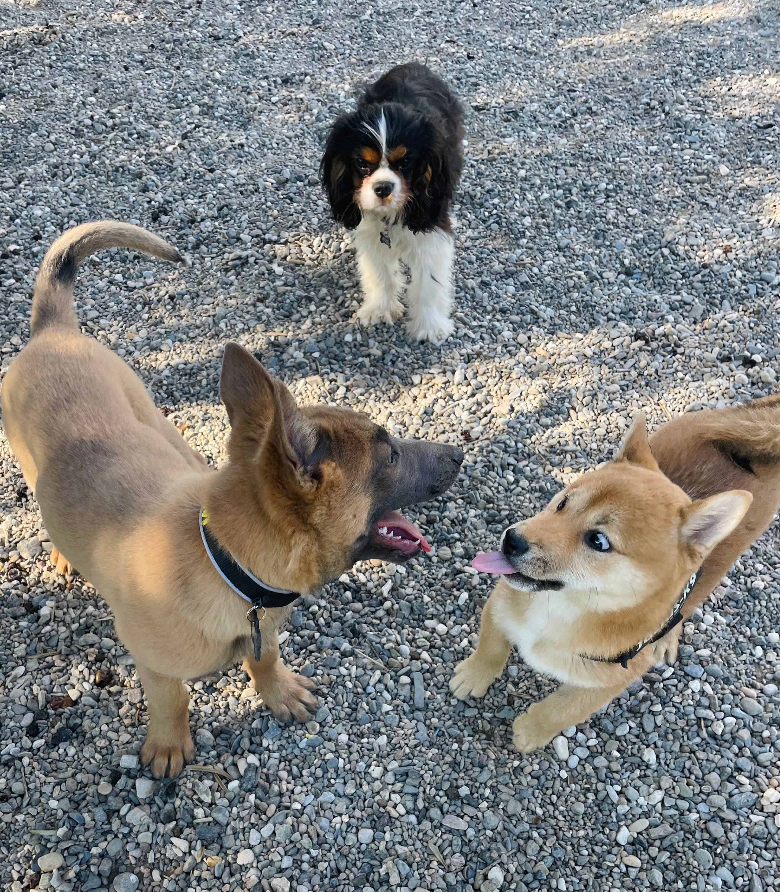 Actividades al aire libre para disfrutar con tu perro en Málaga