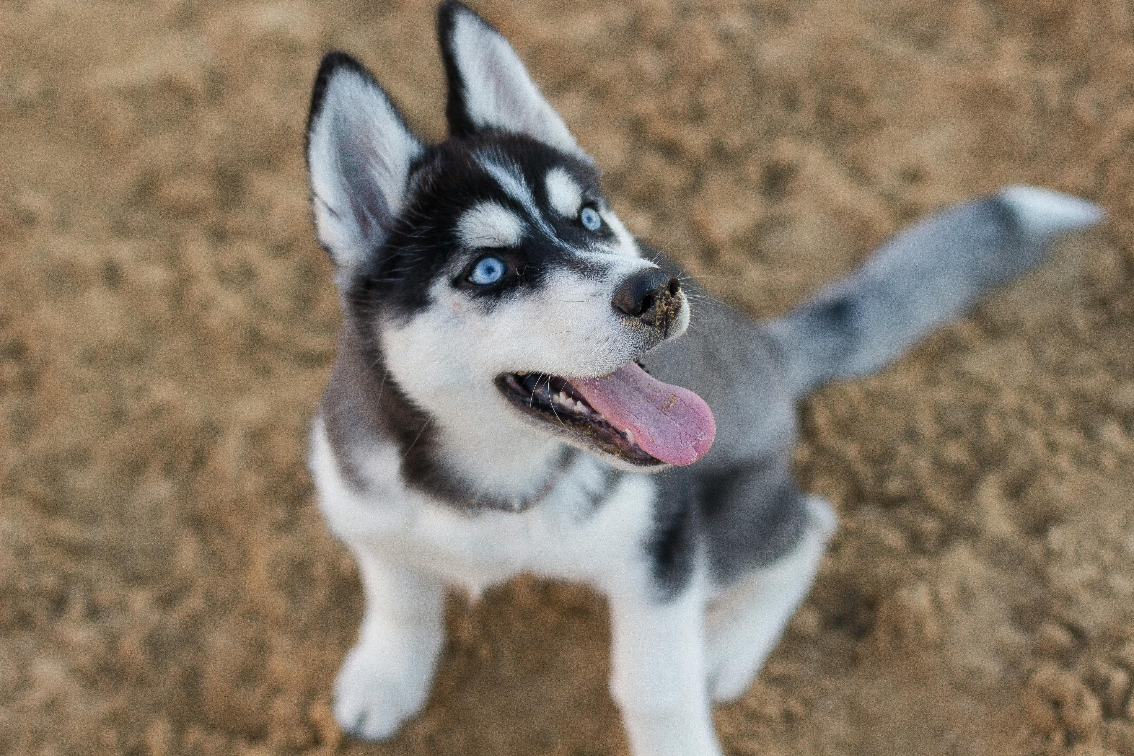 Educación para cachorros