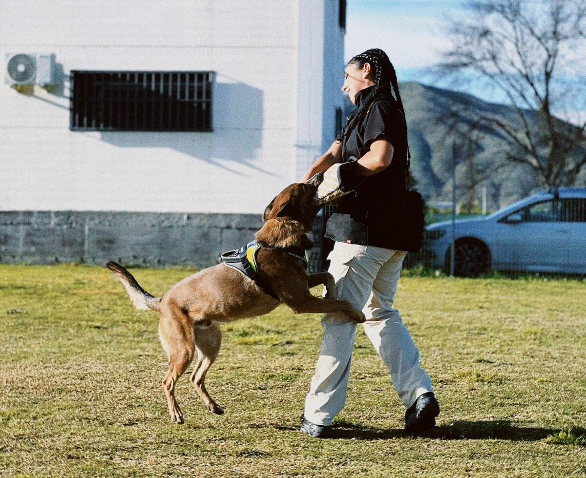 Perro aprendiendo con su guía